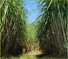 Sugar Cane blowing in the breeze