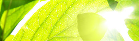 leaf in the sun