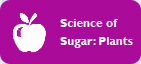 How do plants make sugar?
