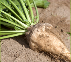 Sugar Beet