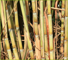 sugar cane stalks