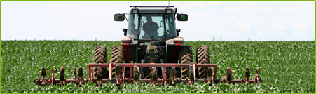 Tractor in the fields