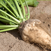 sugar-beet
